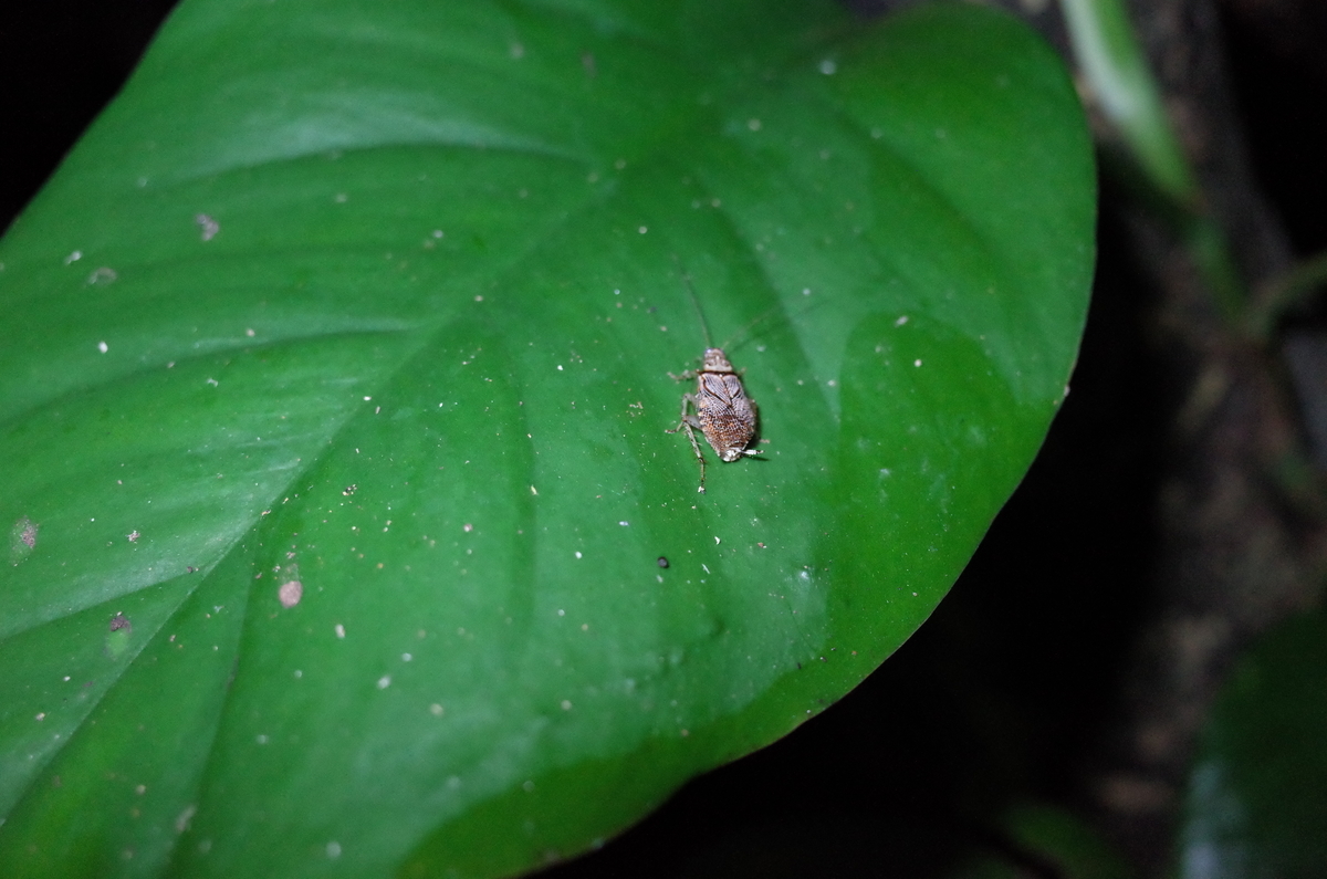 f:id:june_insect:20200108170046j:plain f:id:june_insect:20200108170046j:plain