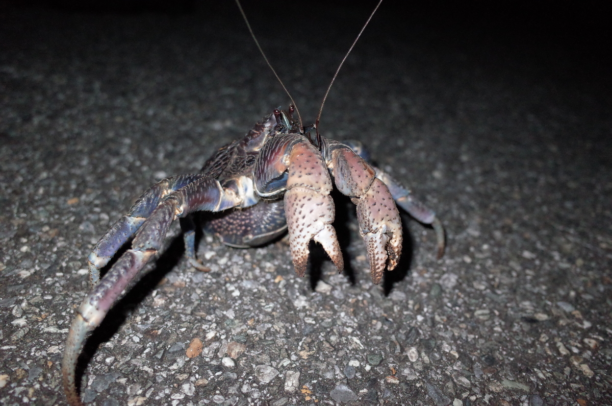 f:id:june_insect:20200108171957j:plain f:id:june_insect:20200108171957j:plain