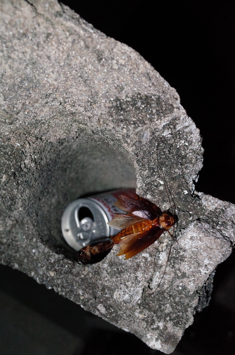 f:id:june_insect:20200108172857j:plain f:id:june_insect:20200108172857j:plain