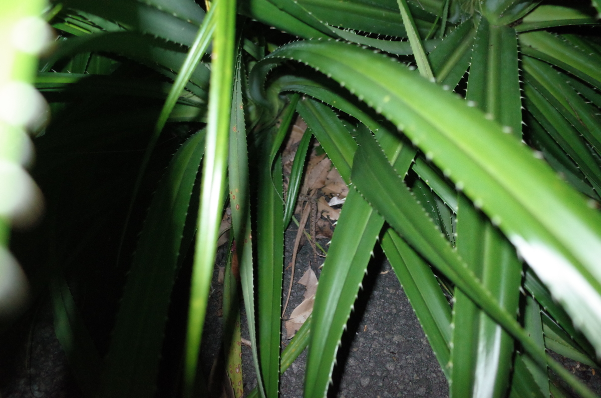 f:id:june_insect:20200129121248j:plain f:id:june_insect:20200129121248j:plain