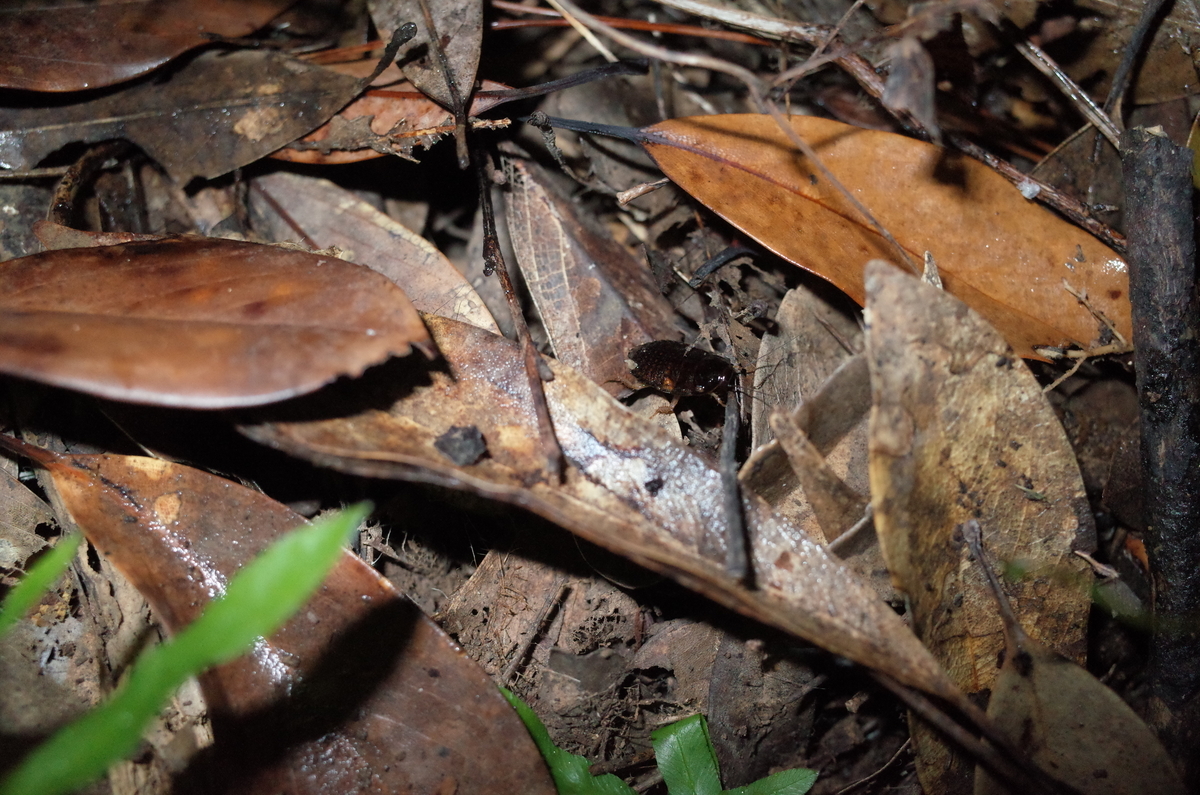 f:id:june_insect:20200205153059j:plain f:id:june_insect:20200205153059j:plain