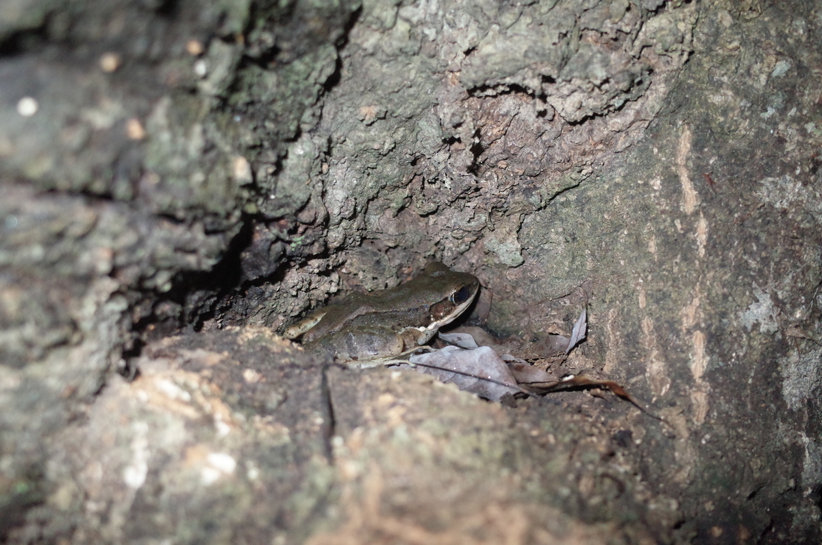 f:id:june_insect:20200205153709j:plain f:id:june_insect:20200205153709j:plain