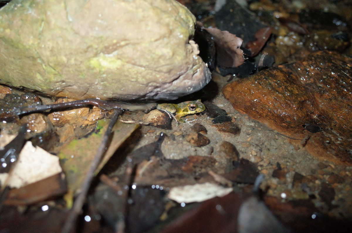 f:id:june_insect:20200205154028j:plain f:id:june_insect:20200205154028j:plain