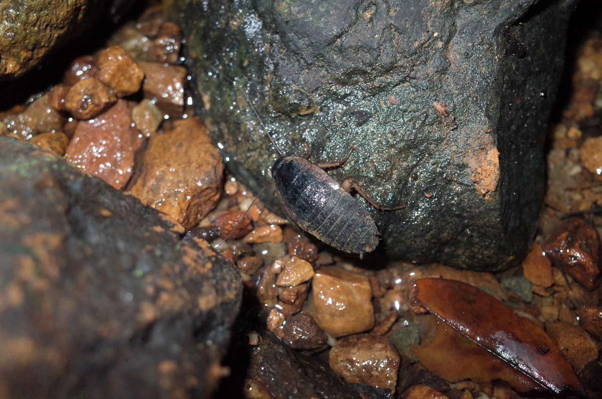 f:id:june_insect:20200205154554j:plain f:id:june_insect:20200205154554j:plain