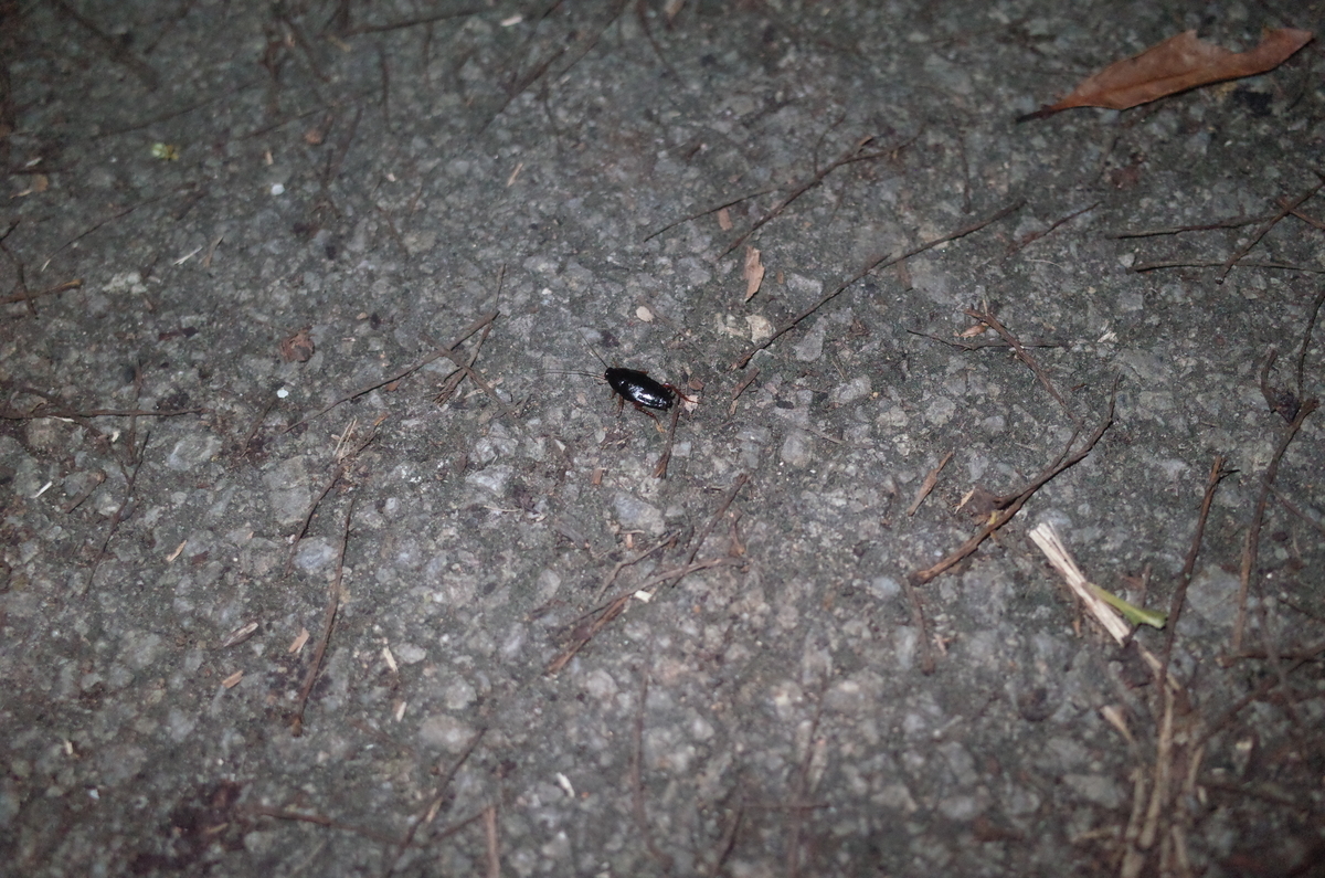 f:id:june_insect:20200205155134j:plain f:id:june_insect:20200205155134j:plain