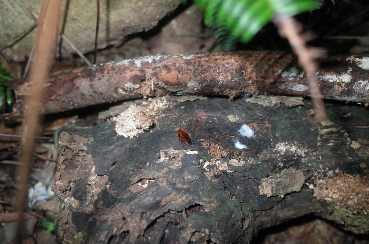 f:id:june_insect:20200205155916j:plain f:id:june_insect:20200205155916j:plain