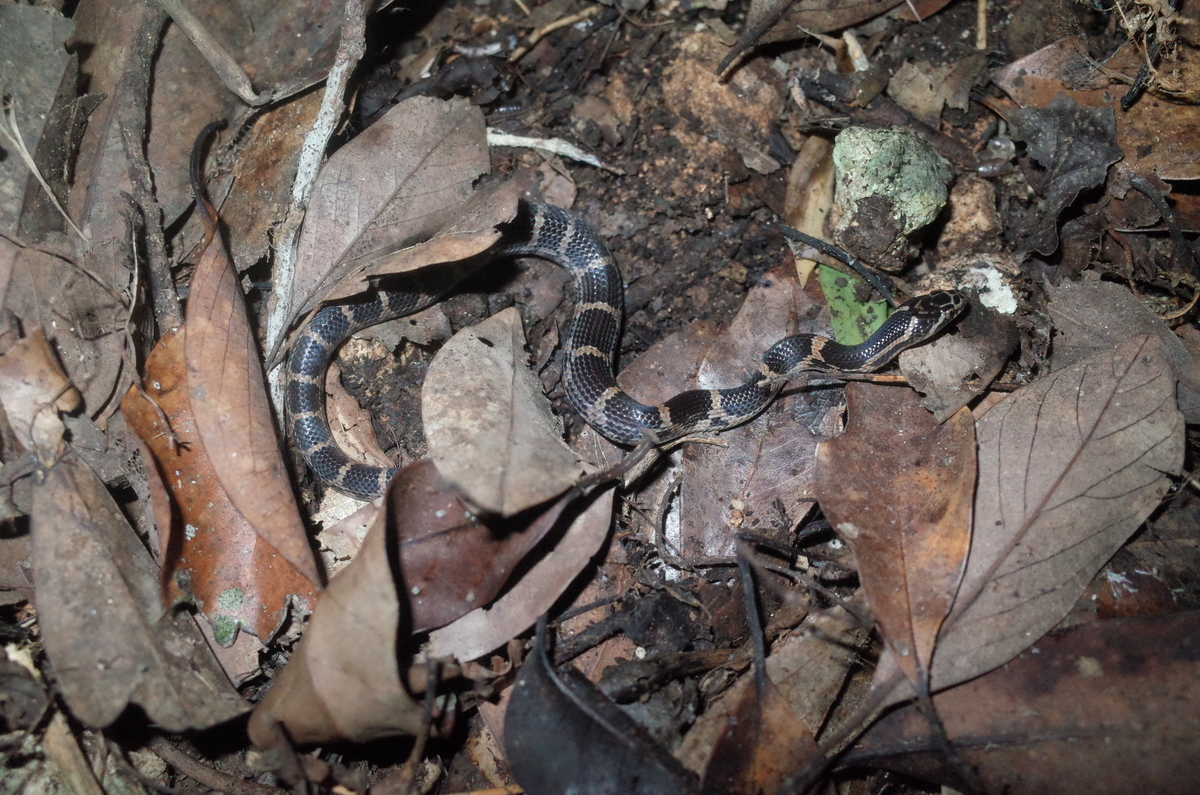 f:id:june_insect:20200205160100j:plain f:id:june_insect:20200205160100j:plain