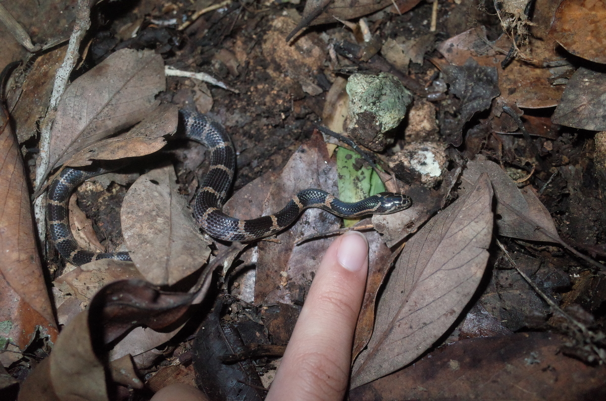f:id:june_insect:20200205160659j:plain f:id:june_insect:20200205160659j:plain