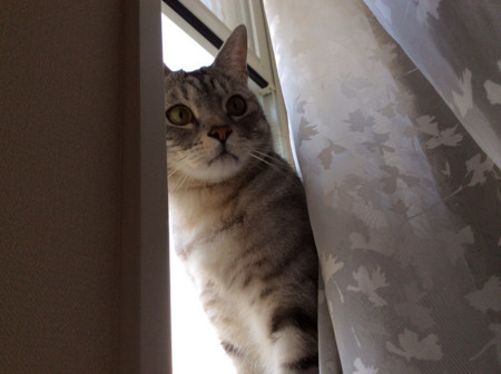f:id:june_t:20140419090838j:image:w640