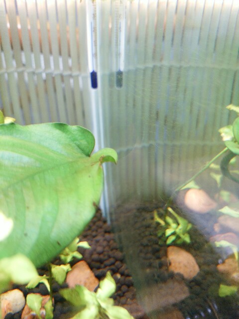 f:id:junebugffff00:20160727232032j:image f:id:junebugffff00:20160727232032j:image