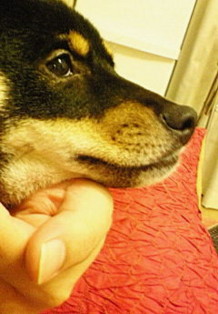 f:id:junfuruta:20090727214700j:image f:id:junfuruta:20090727214700j:image