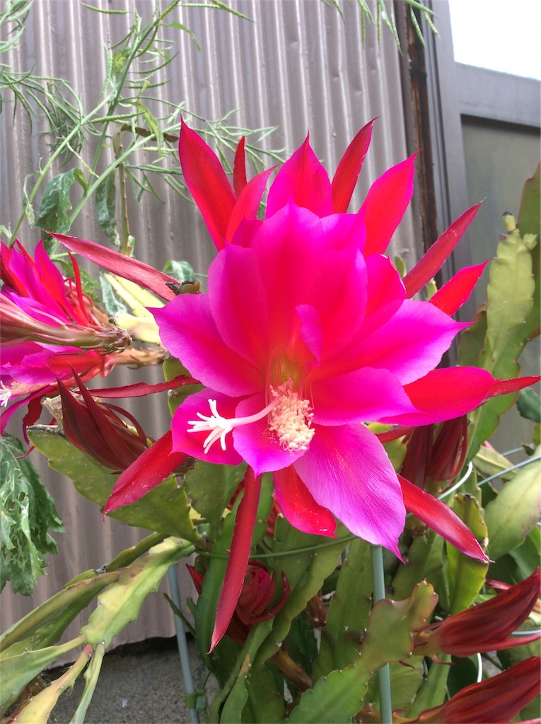 花のいのちはみじかくて 筆の動く儘に 花のいのちはみじかくて 筆の動く儘に