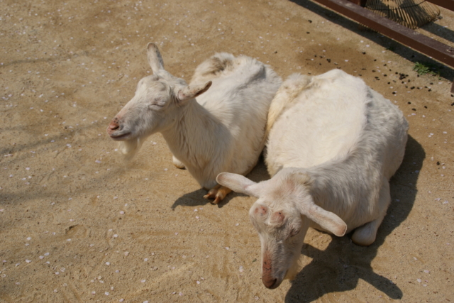 f:id:junichi13:20120417105352j:image:w450