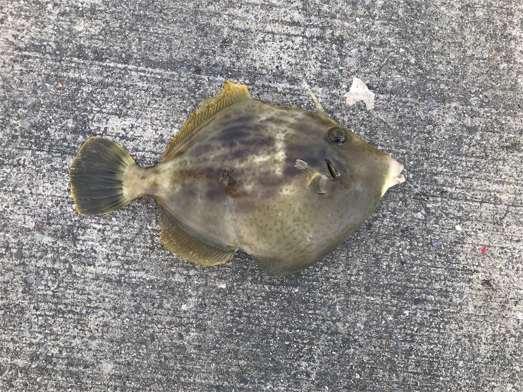 陸っぱり釣果 18種目 カワハギ 楽しい釣りライフ 全都道府県で釣りをして陸っぱりから100種釣る