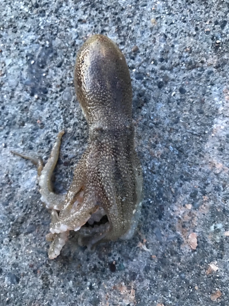 陸っぱり釣果 40種目 イイダコ 楽しい釣りライフ 全都道府県で釣りをして陸っぱりから100種釣る
