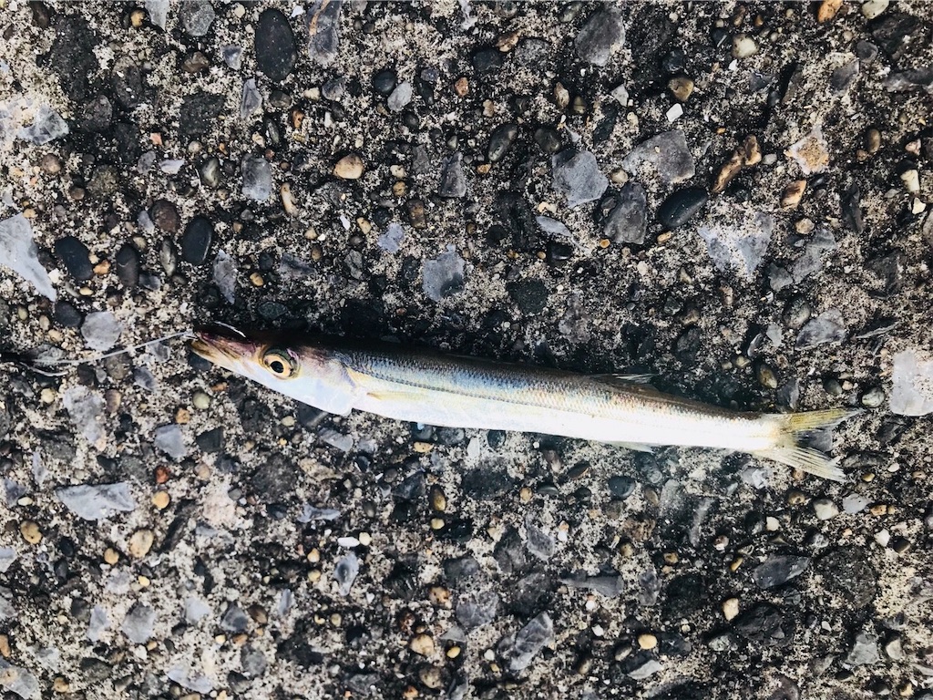 立つ魚現る 東扇島西公園 18年8月 楽しい釣りライフ 全都道府県で釣りをして陸っぱりから100種釣る