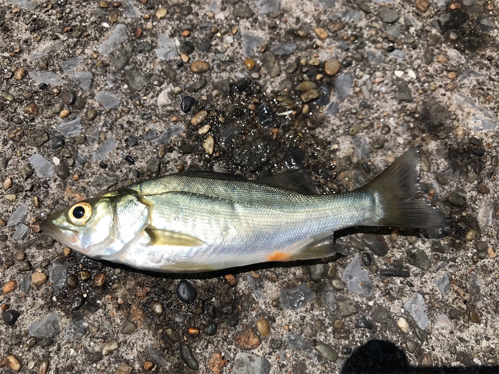 立つ魚現る 東扇島西公園 18年8月 楽しい釣りライフ 全都道府県で釣りをして陸っぱりから100種釣る