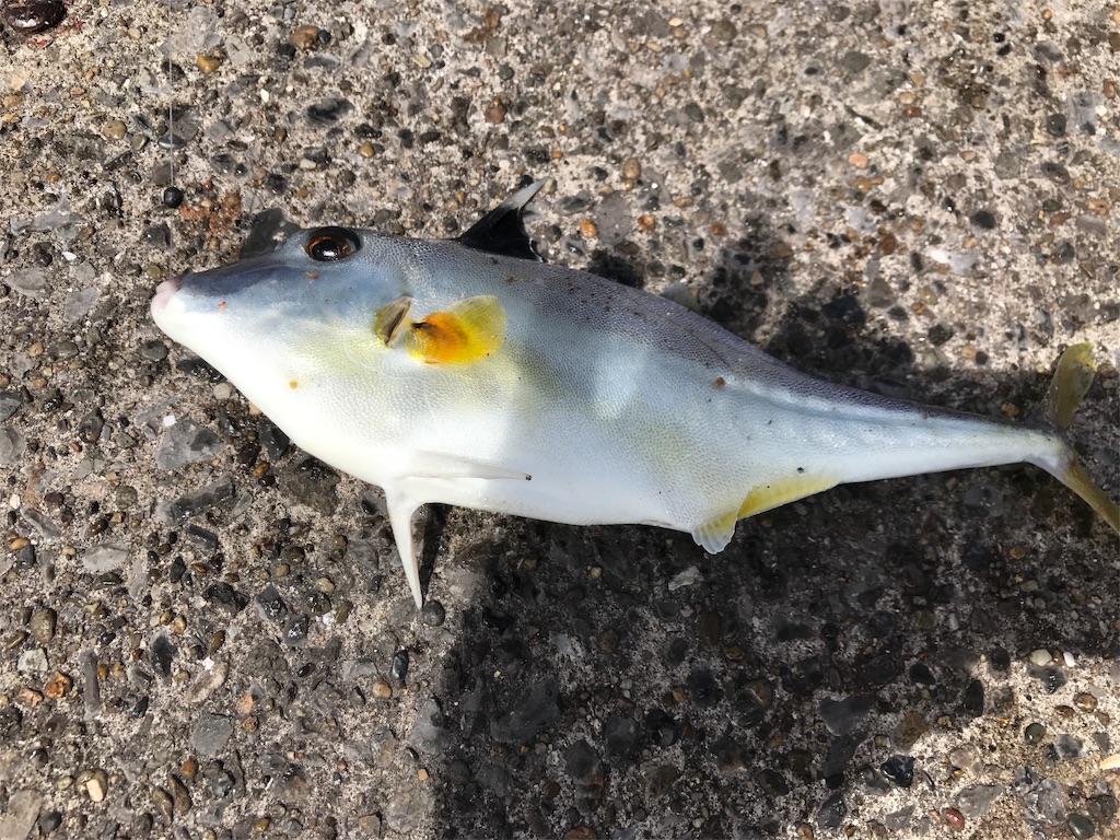 立つ魚現る 東扇島西公園 18年8月 楽しい釣りライフ 全都道府県で釣りをして陸っぱりから100種釣る
