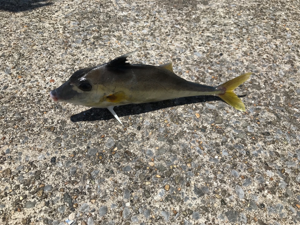 立つ魚現る 東扇島西公園 18年8月 楽しい釣りライフ 全都道府県で釣りをして陸っぱりから100種釣る