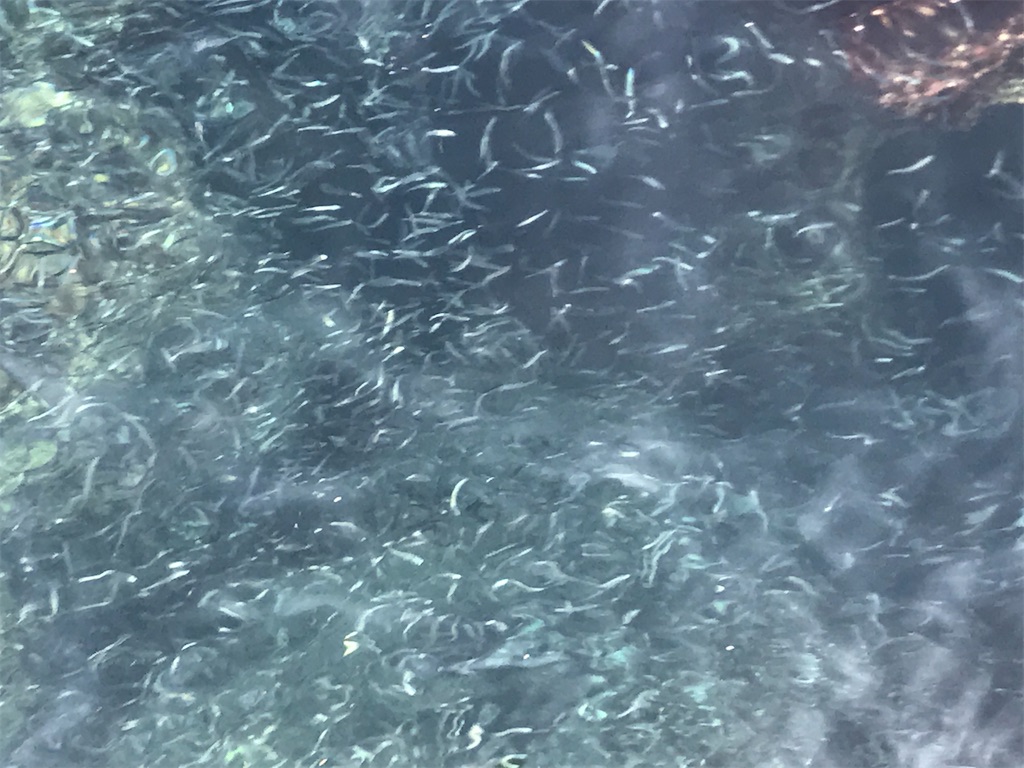 f:id:junismfishing:20200205223920j:image