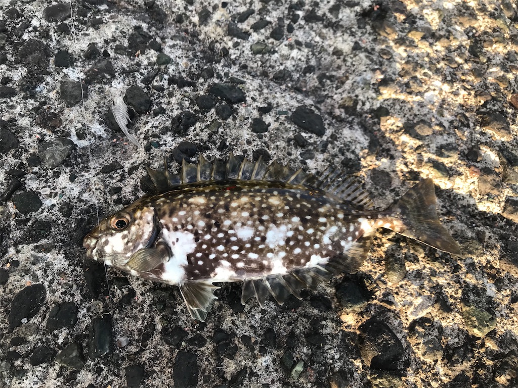 f:id:junismfishing:20200205224056j:image