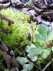 f:id:junk111:20070505093330j:image f:id:junk111:20070505093330j:image