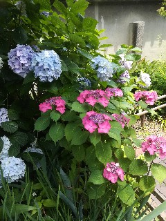 f:id:junko_ha:20180723143113j:image