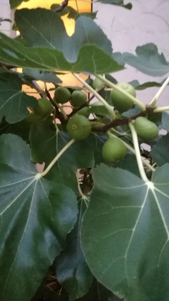 f:id:junkokakehashi:20180802134932j:plain f:id:junkokakehashi:20180802134932j:plain