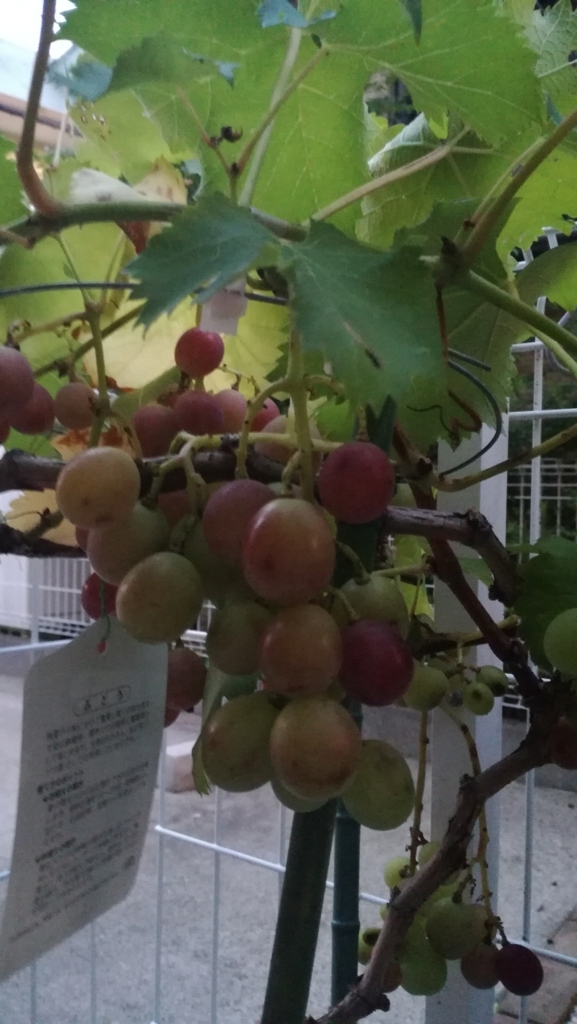 f:id:junkokakehashi:20180802135814j:plain f:id:junkokakehashi:20180802135814j:plain