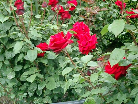 f:id:junne:20050522151340:image
