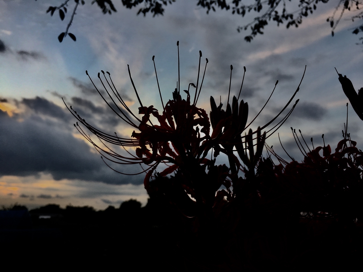 f:id:junny-policies:20211115233252j:plain