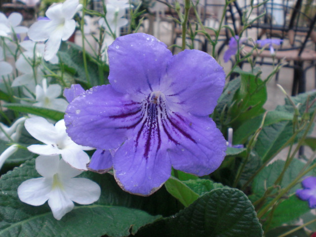 f:id:junny-policies:20211227000238j:plain