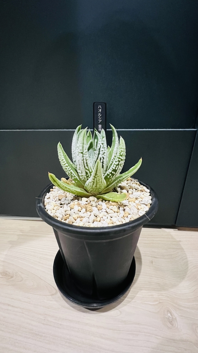 多肉植物 ハオルチア   セール 1株 500円 送料200円 早い者勝ち 3 激レア】ハオルチア「皇帝」育成記録①｜カインズ直営店で見つけた6株