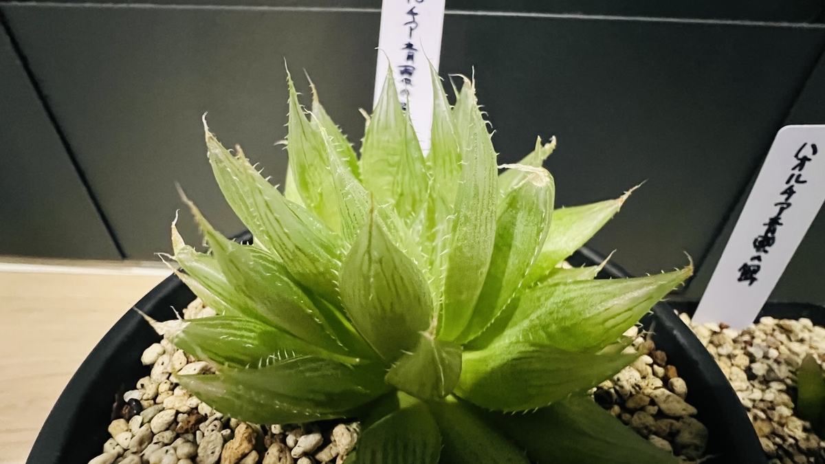 ハオルチア「青雲の舞」を株分け後、親株・子株で育て比べ中。遮光必須