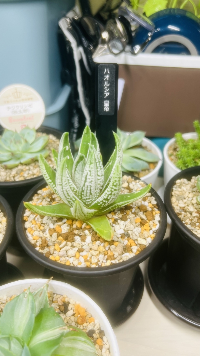 ハオルチア「皇帝」育成記録①｜天使の泪との違いと植え替え記録