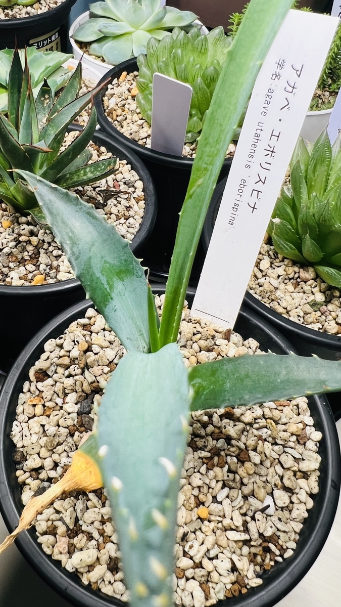 アガベ再生記#3】徒長エボリスピナに新芽を確認｜育成ライトで経過報告