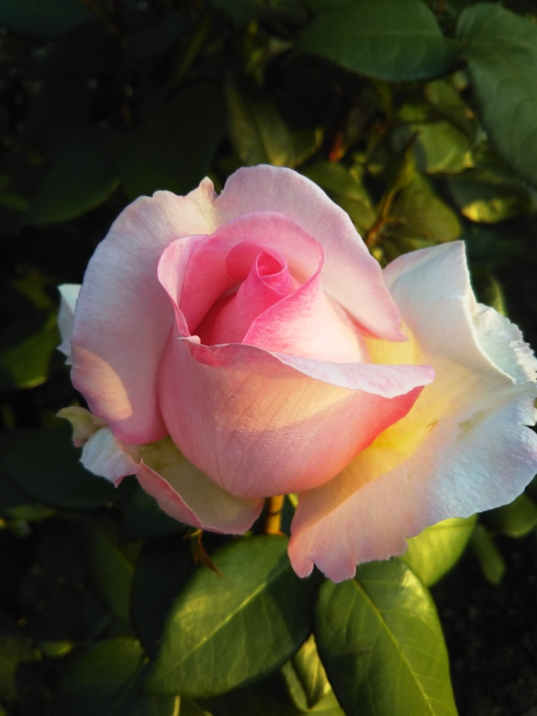 怖いよ 膀胱鏡受けてみた結果は アラフィフランド