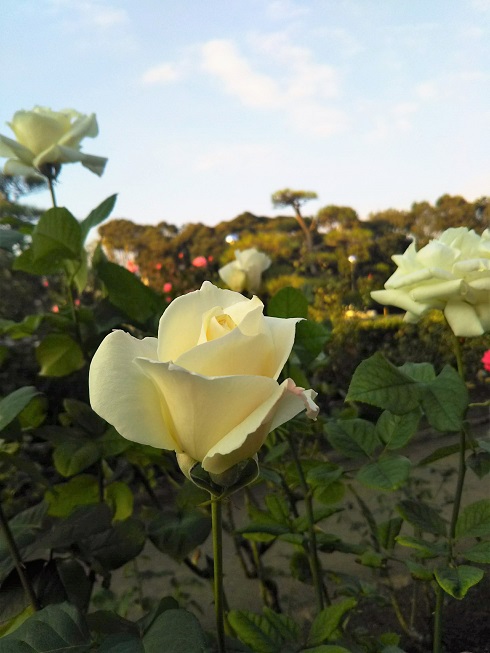 f:id:junpekun:20181108213732j:plain