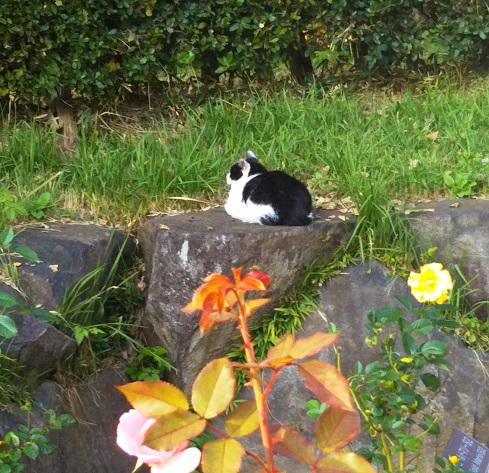 f:id:junpekun:20181108214736j:plain