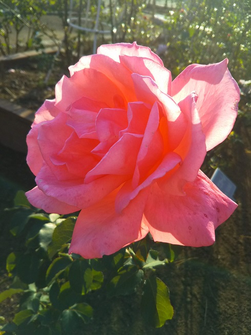 f:id:junpekun:20181108215911j:plain