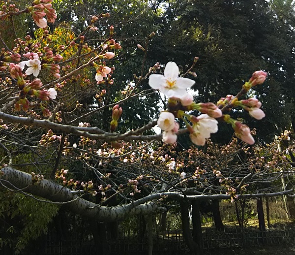 f:id:junpekun:20190322121949j:plain f:id:junpekun:20190322121949j:plain