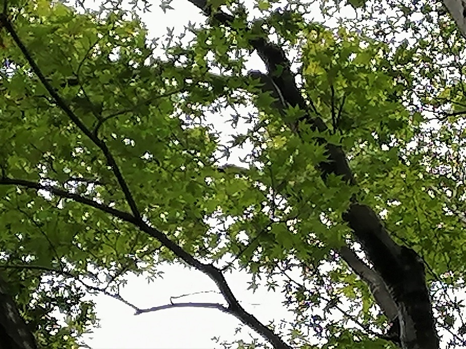 f:id:junpekun:20191118112234j:plain