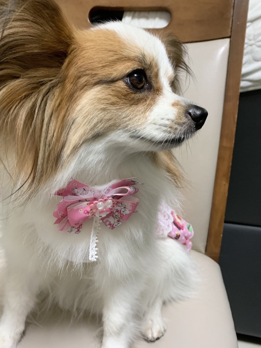 f:id:junpekun:20200905100218j:plain f:id:junpekun:20200905100218j:plain