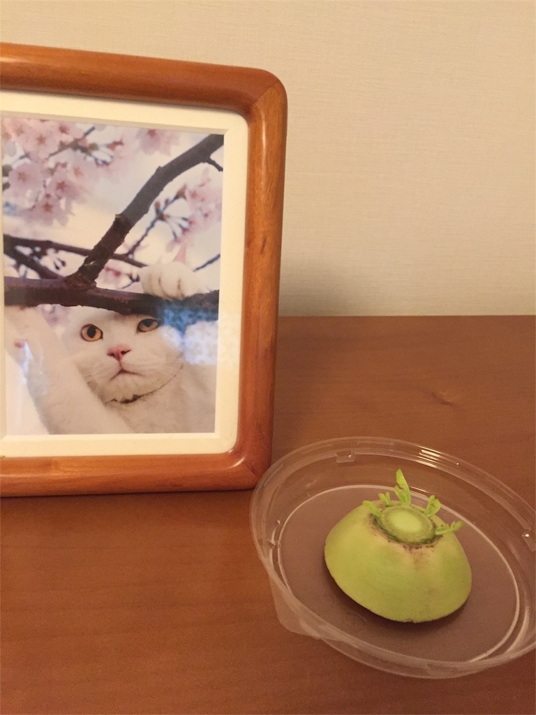 f:id:juntarox:20170413050430j:image