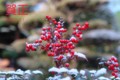 20091219074532