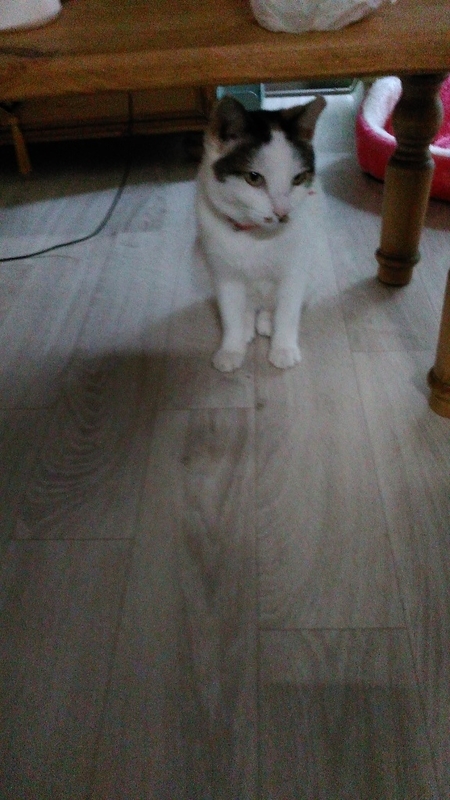 イメージ 9