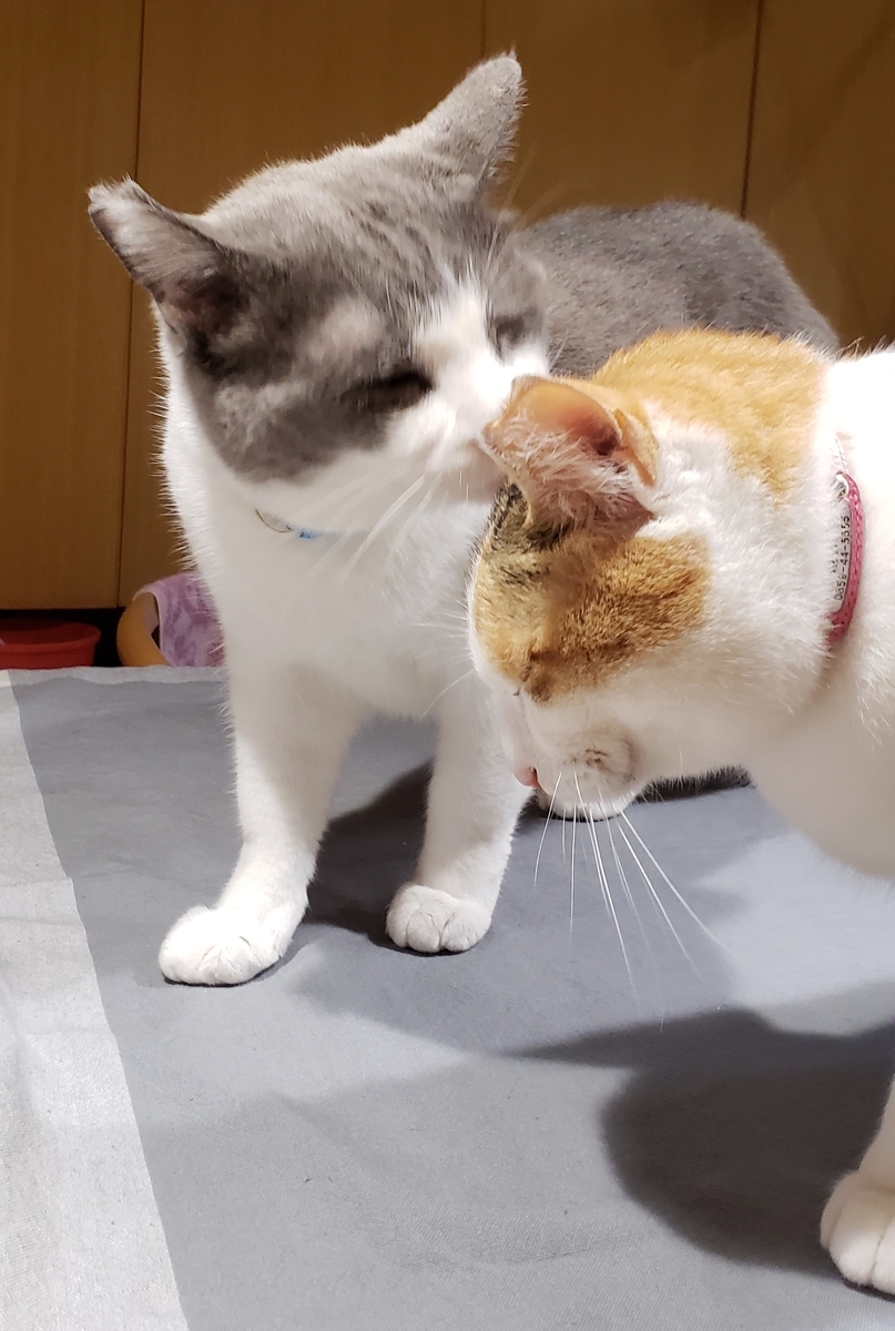 f:id:jupesjupes:20190902114339j:plain