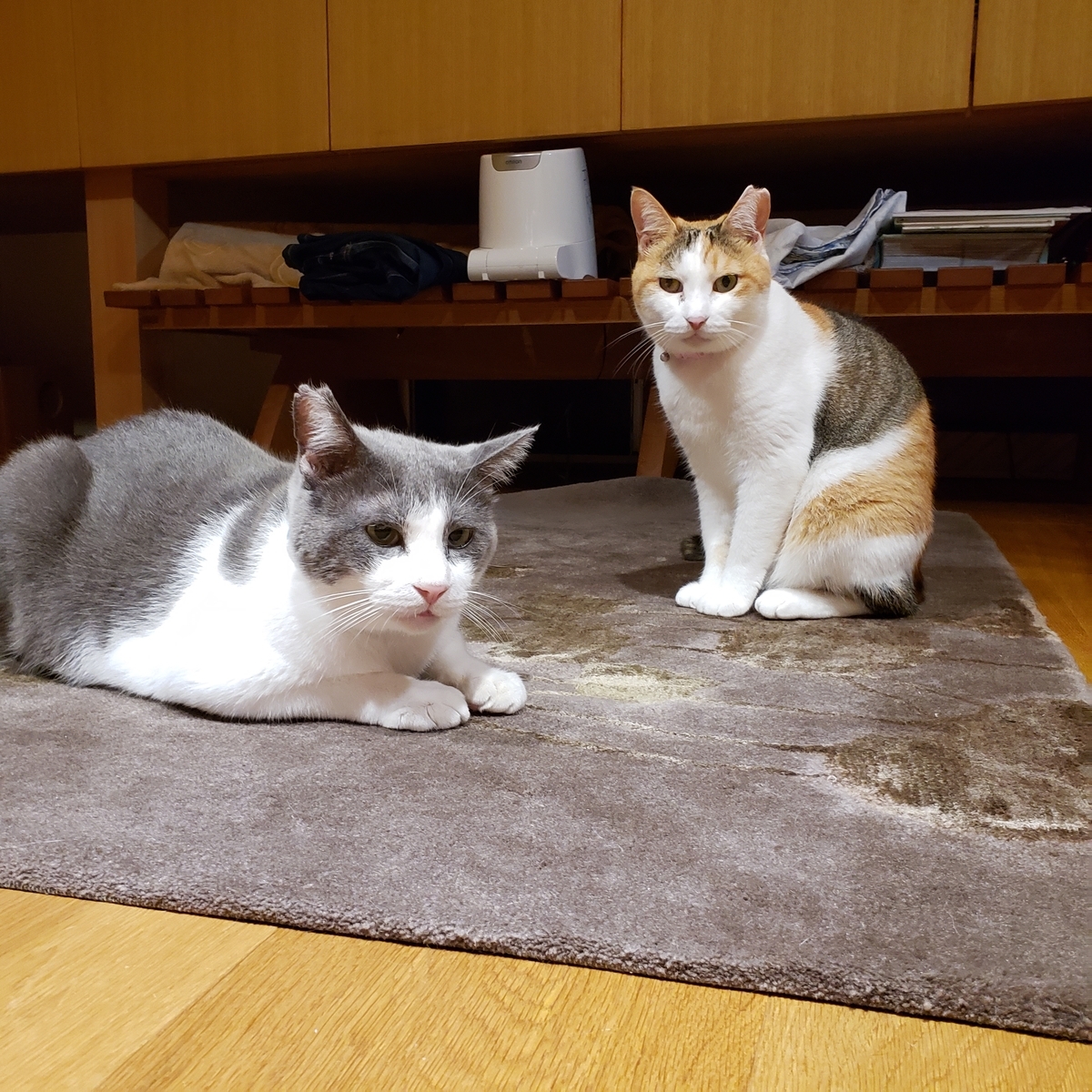 f:id:jupesjupes:20191101125543j:plain