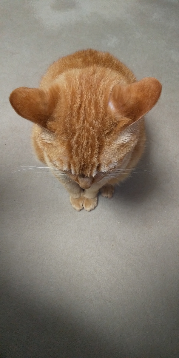 f:id:jupesjupes:20200321152821j:plain f:id:jupesjupes:20200321152821j:plain