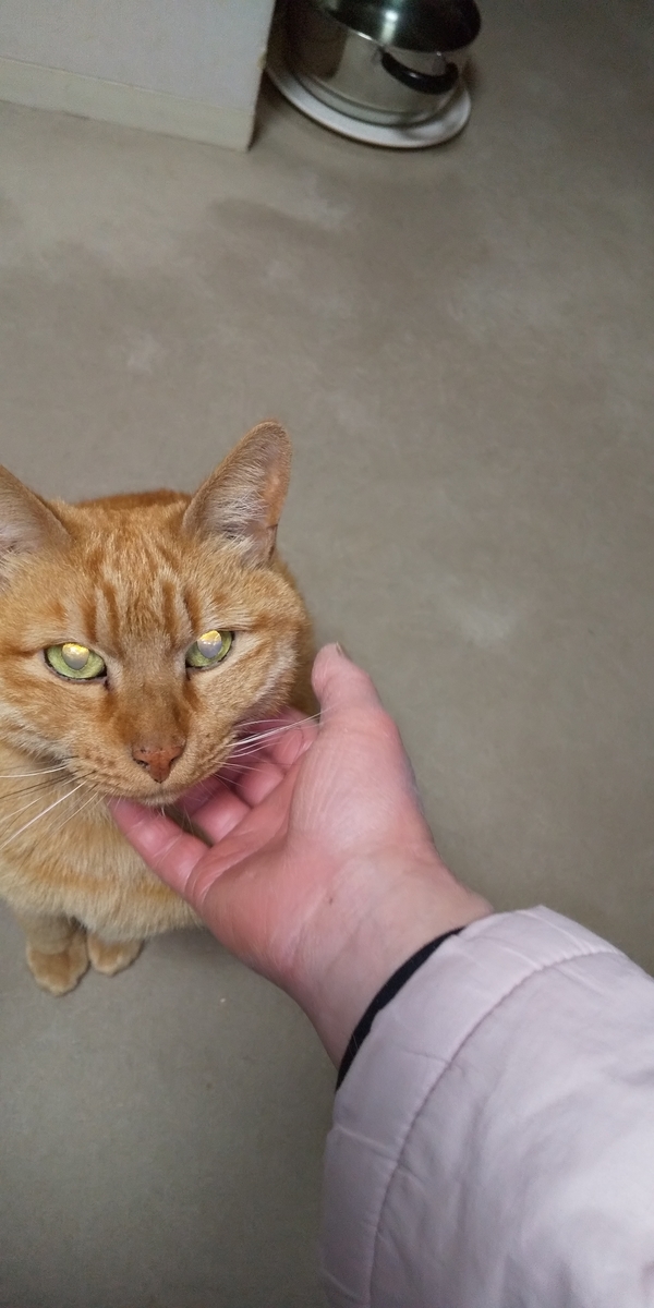 f:id:jupesjupes:20200321152841j:plain f:id:jupesjupes:20200321152841j:plain